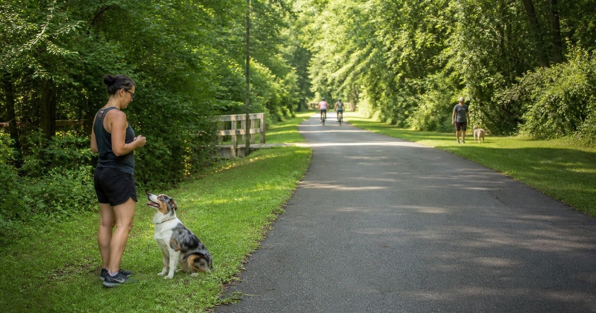 An owner practices attention with a dog at the quiet edge of a greenway with distractions far away