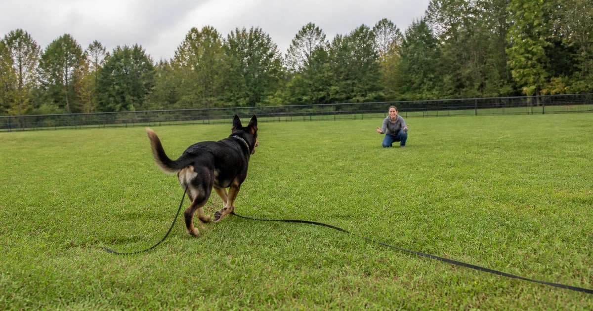 A dog runs back to its owner on a long line in a safely fenced field