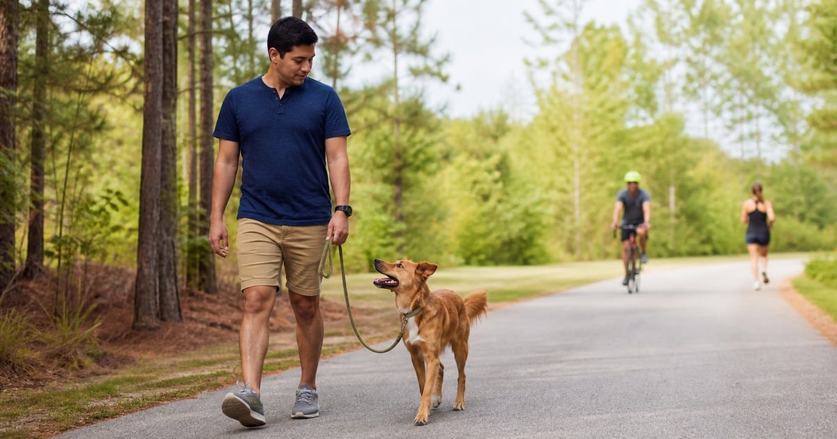 Dog checking in with his owner during loose-leash practice on a Raleigh-area greenway